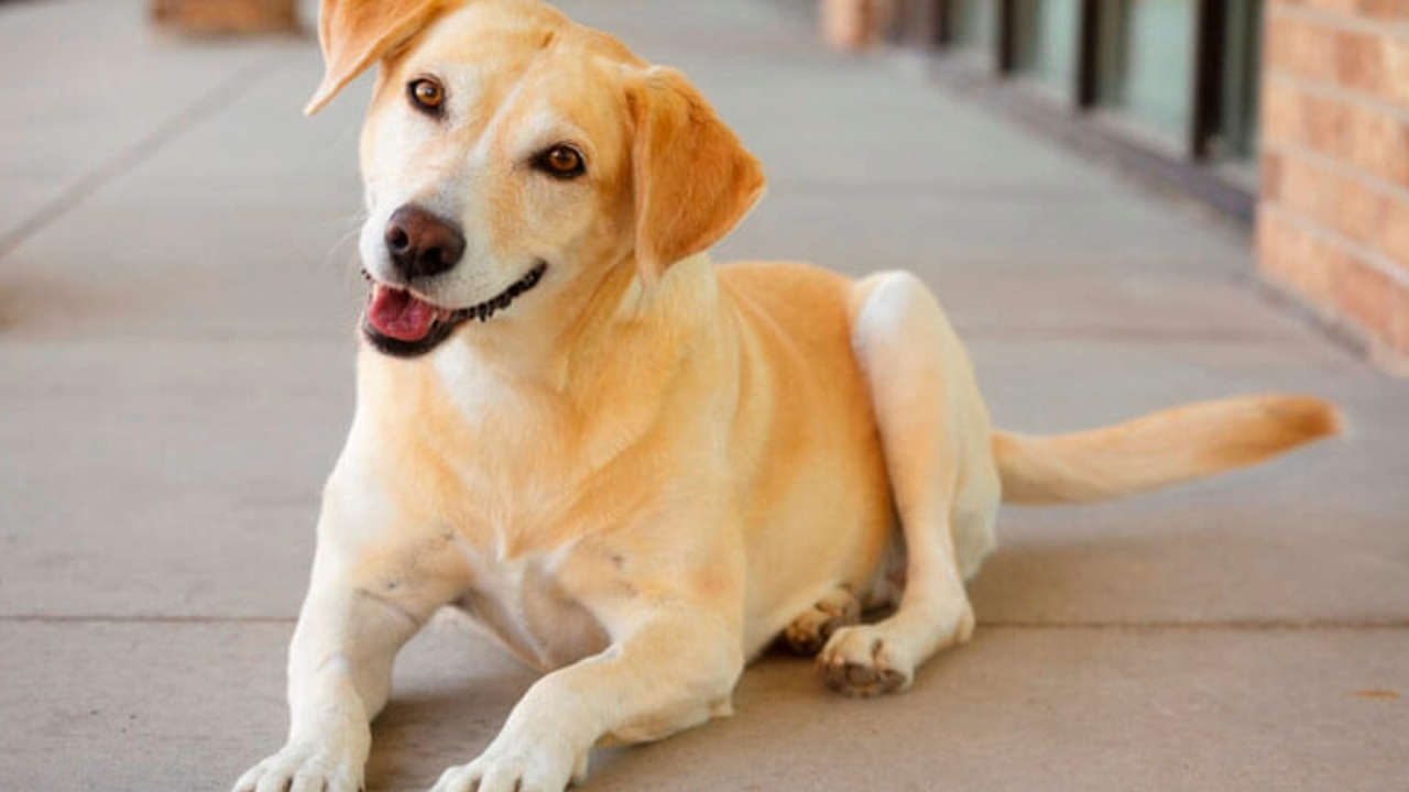 Aprenda quais são os erros mais frequentes no treinamento de cães e como você pode evitá-los para criar uma relação harmoniosa e saudável com seu animal de estimação.